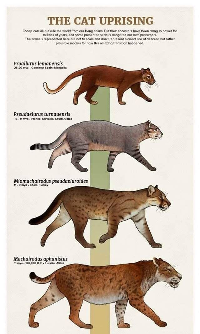 Comparative chart of four fossil cats: Proailurus lemanensis, Pseudaelurus turnauensis, Miomachairodus pseudaeluroides and Machairodus aphanistus