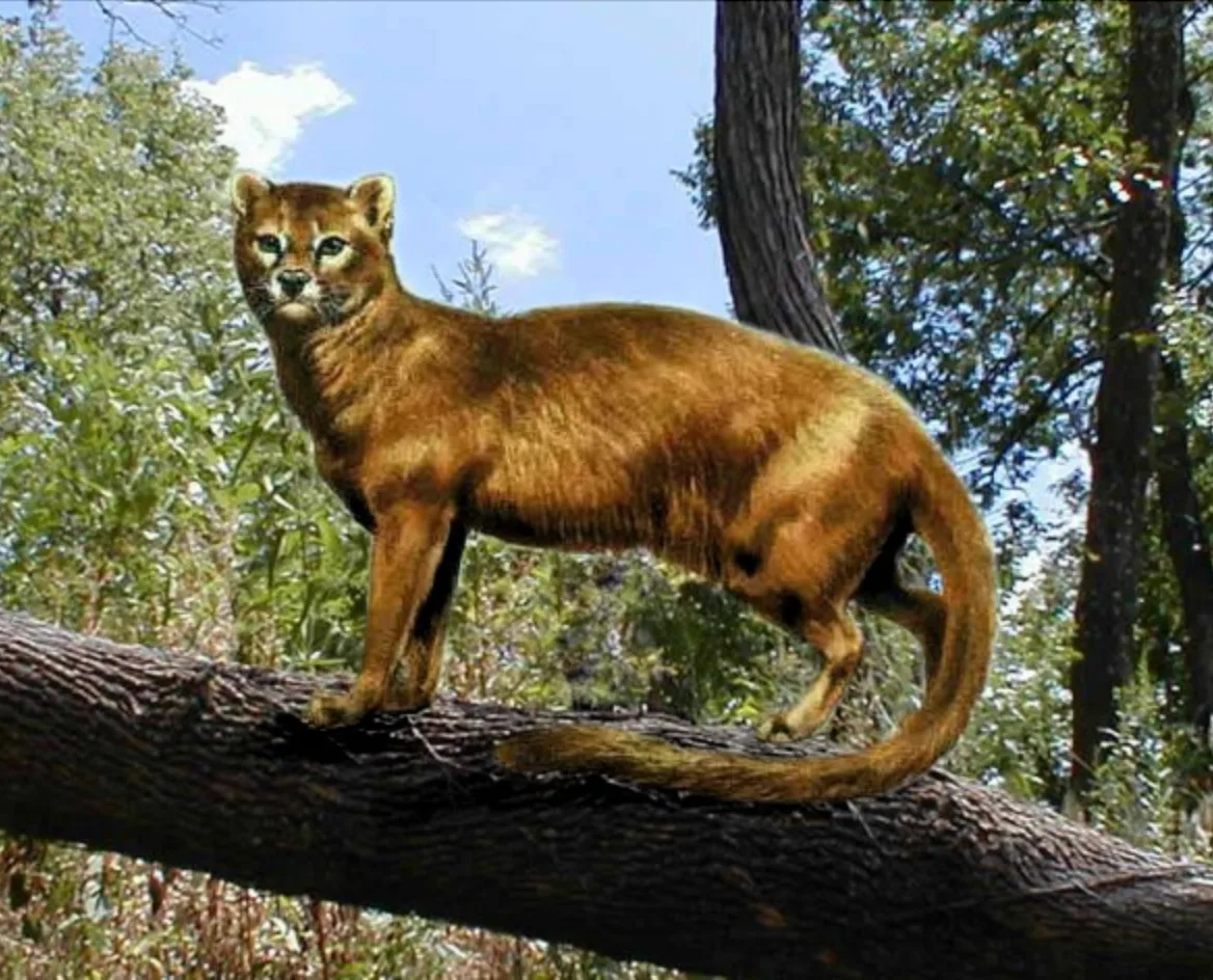 Life restoration of Proailurus standing on a branch in an Oligocene forest